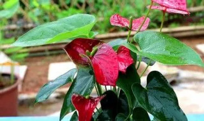 红掌怎么养才能开花不断（红掌怎么养才能开花不断花苞）