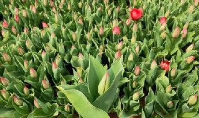 郁金香从发芽到开花要多长时间（郁金香从发芽到开花要多长时间呢）