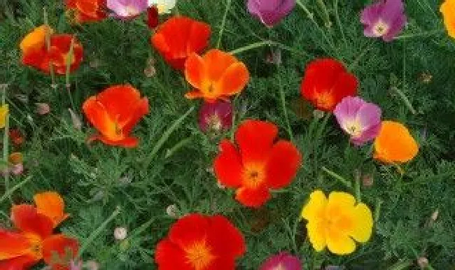 盆栽花菱草怎么养 花菱草可以室内养吗