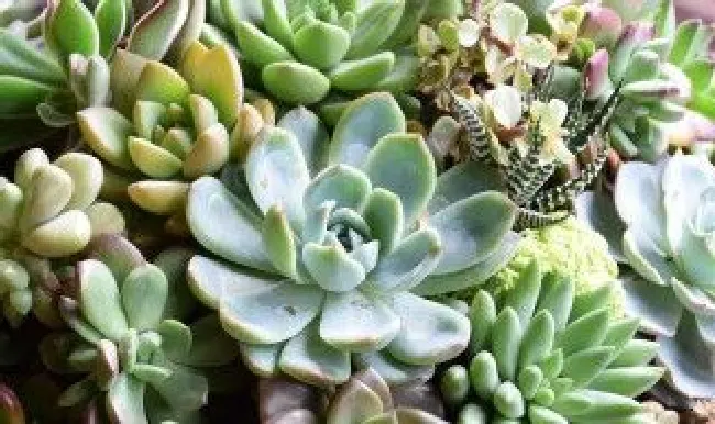 多肉植物怎么养才养得又大又肥 多肉植物图片大全