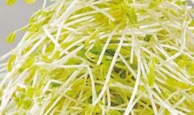 绿豆芽怎么挑选 绿豆芽怎么挑选好坏