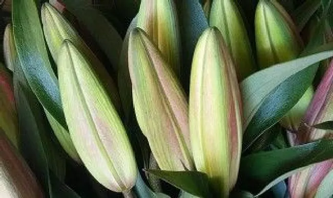 水养香水百合花技巧与方法 水养香水百合花怎么养
