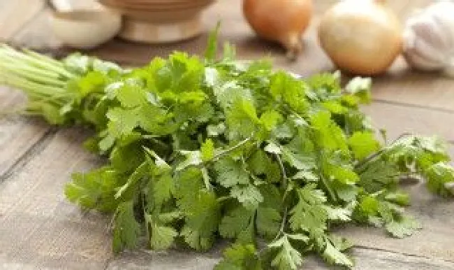 香菜怎么保存新鲜（香菜怎么保存新鲜不烂）