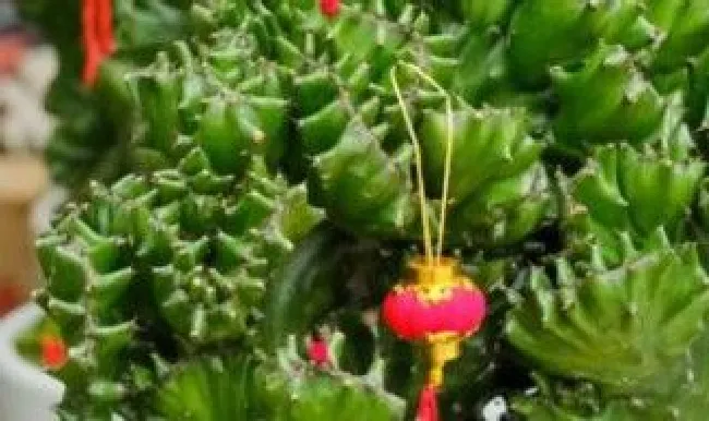 麒麟怎么养护和浇水（麒麟掌和玉麒麟区别）