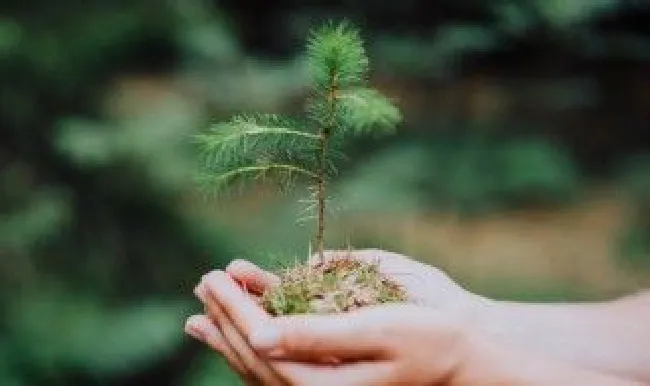 痒痒树怎么打枝 痒痒树痒痒树