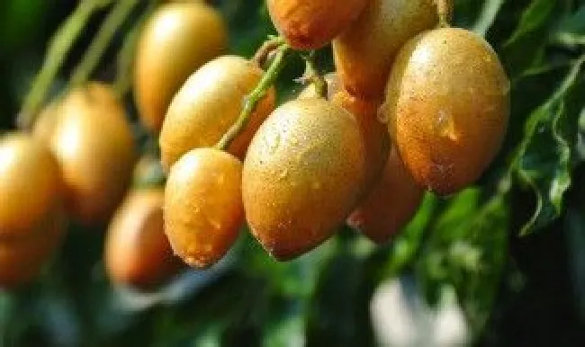 黄皮可以放冰箱冷藏保存吗（黄皮可以放冰箱冷藏保存吗多久）