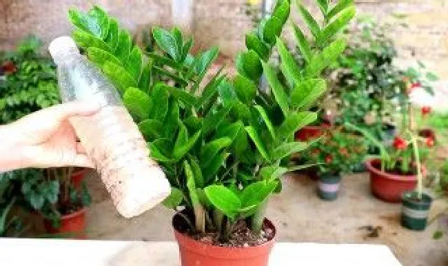 金钱麻种植技巧（金钱麻怎么种植）