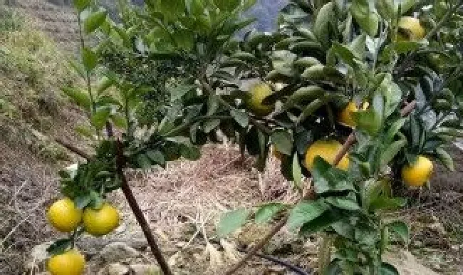 皇帝柑的繁殖方法