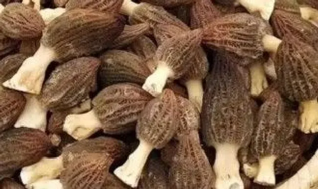 干羊肚菌泡发时间 干羊肚菌泡发时间多久