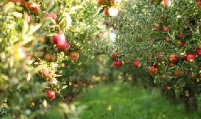 梦见树上好多苹果预示什么 梦见树上好多苹果预示什么呢