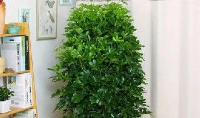 摇钱树种植方法（摇钱树种植方法植攻略）