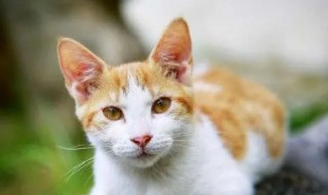 梦到猫生了一窝小猫（孕妇梦到猫生了一窝小猫）