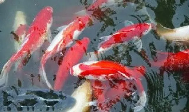 给锦鲤放一些菜叶可以吗 锦鲤可以喂青菜叶子吗?