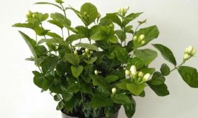 茉莉树种植技巧 茉莉树怎么栽培