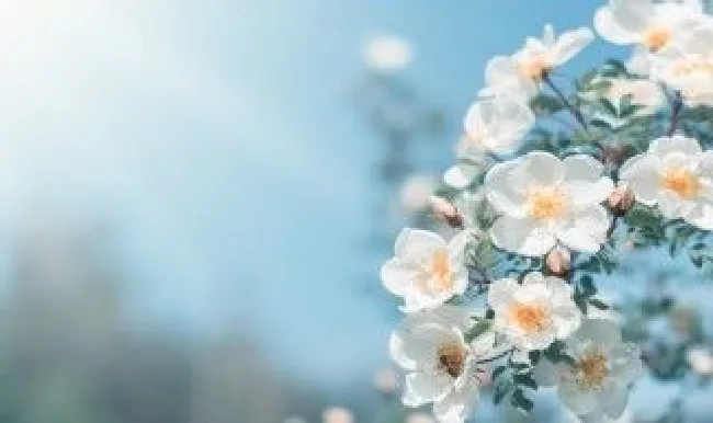 仲春和暮春的区别 仲春和暮春的区别在哪