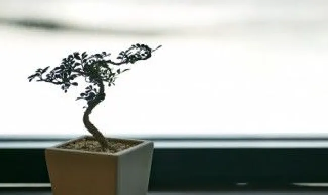 盆栽石榴树怎么矮化 矮化石榴树有哪些品种