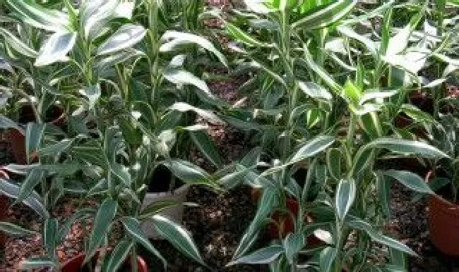 富贵竹夏天怎么养 富贵竹夏天怎么养护和浇水