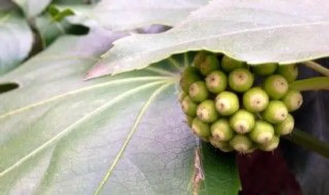 八角金盘种子发芽的好方法（八角金盘种子怎么催芽）