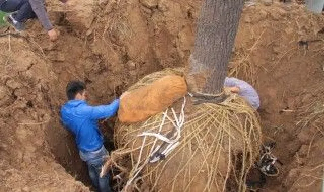 种植大树的技巧（种植大树的技巧与方法）