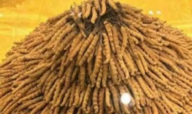 虫草1克大概是多少根（一克虫草）