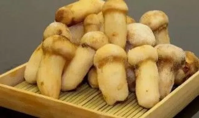 松茸冷冻能放一年吗 松茸冷冻一年后能吃吗