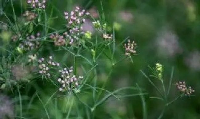 孜然是什么植物的种子（孜然和小茴香的区别）