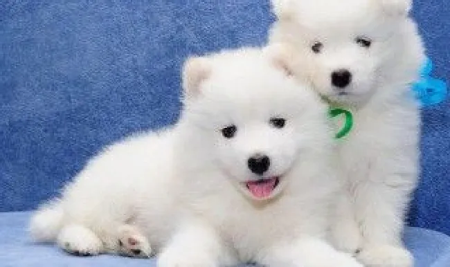 怎么挑选纯种萨摩幼犬 怎么挑选纯种萨摩幼犬呢