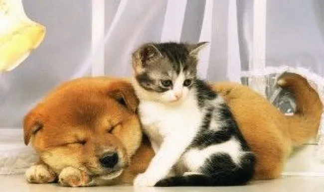 猫奴是指什么 猫奴是指什么意思