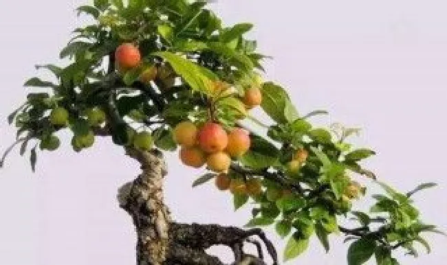 盆栽海棠树怎么养殖（盆栽海棠的养殖方法）