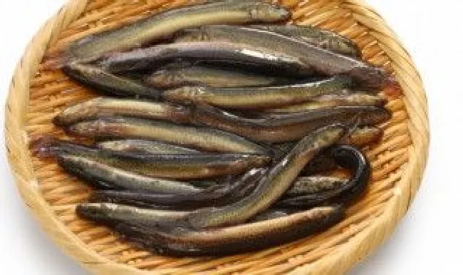泥鳅鱼吃什么（泥鳅鱼吃什么食物为生）