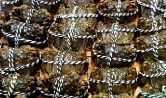 螃蟹保鲜的方法技巧 螃蟹怎么保鲜存放多少时间