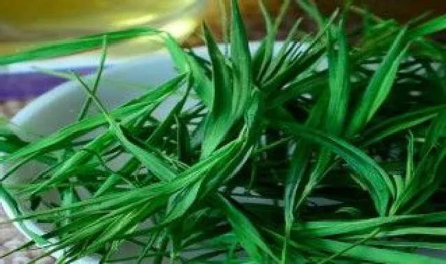 砍掉的竹竿叶子怎么保鲜 砍掉的竹竿叶子怎么保鲜存放