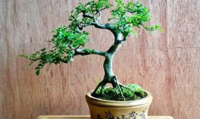 蜡皮盆景的养殖方法（蜡皮盆景的养殖方法视频）