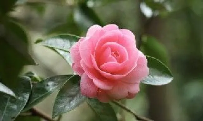 家里养什么花好看哪些花适合在家里养 适合在家里养的花有什么