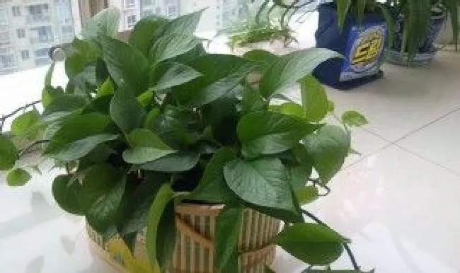 绿萝发芽技巧（绿萝发芽快用什么方法）