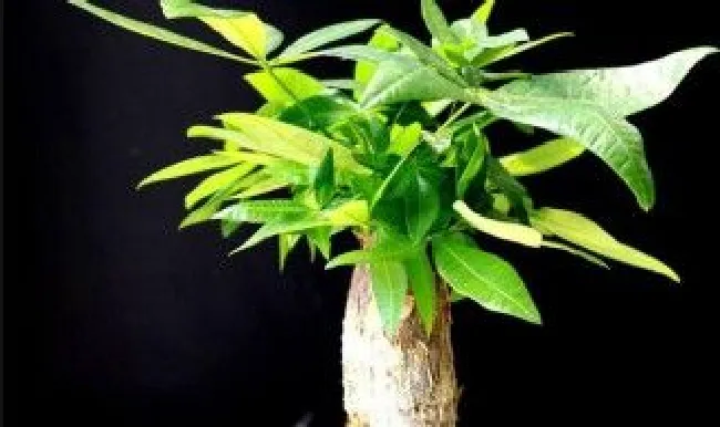 怎么养好家庭盆栽植物发财树（如何养好盆栽发财树）
