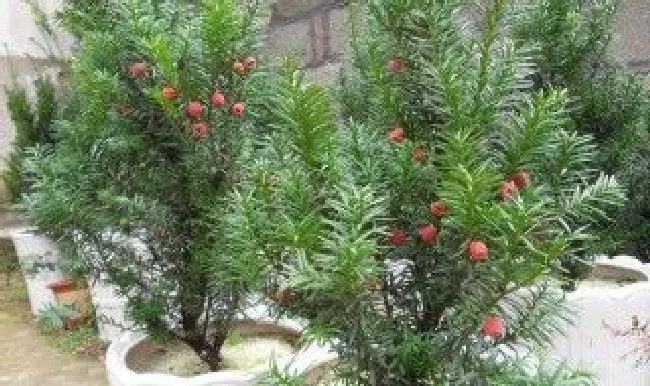 红豆杉在春天种植好不好（红豆杉在春天种植好不好活）