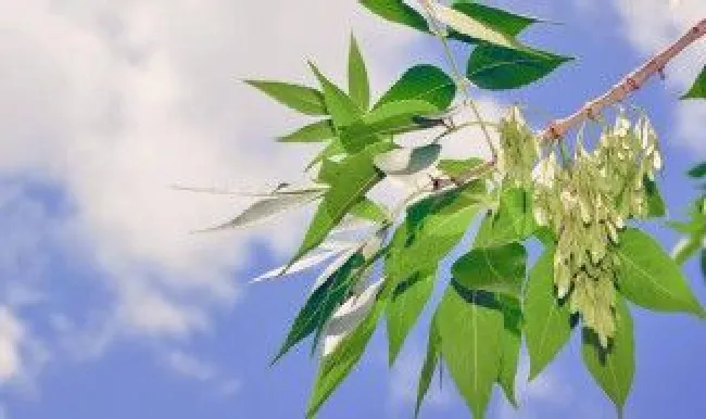 白蜡树养殖技巧（白蜡树养殖技巧和方法）