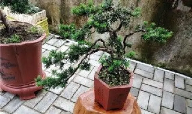 盆栽红豆杉怎么浇水 盆栽红豆杉怎么浇水最好