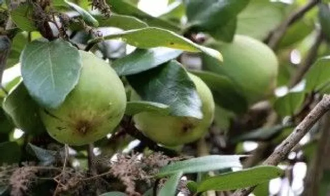 凉粉果的保存方法（用白凉粉做果是放到冰藏吗?）