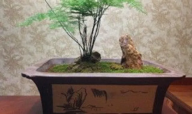 文竹盆景教程（文竹盆景教程图片）