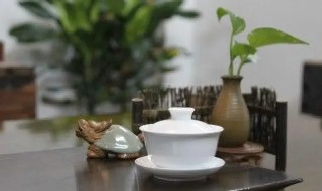 茶宠的养殖方法及注意事项（养茶宠的讲究）