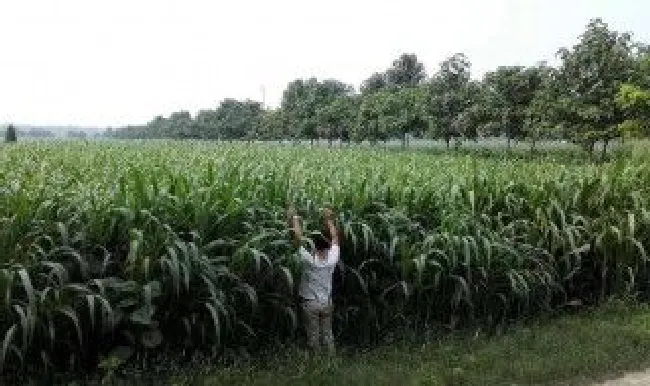 高丹草保存方法 高丹草可以晒干吗