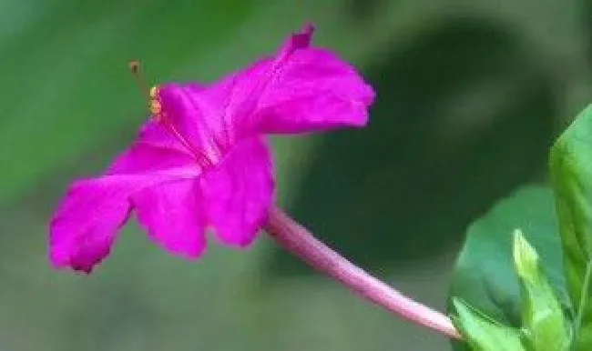 紫茉莉在几点开放（紫茉莉几点开放?）