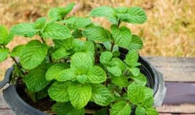 薄荷叶能驱蚊子吗（薄荷叶能驱蚊吗?）