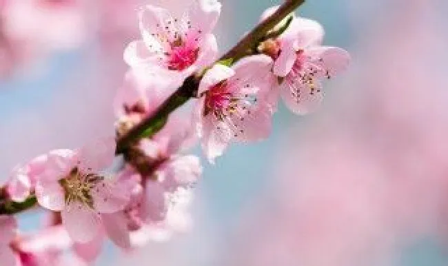 桃花祛斑粥（桃花去斑茶什么时间喝效果好?）