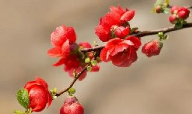贵妃花的养殖方法 贵妃花的养殖方法和管理