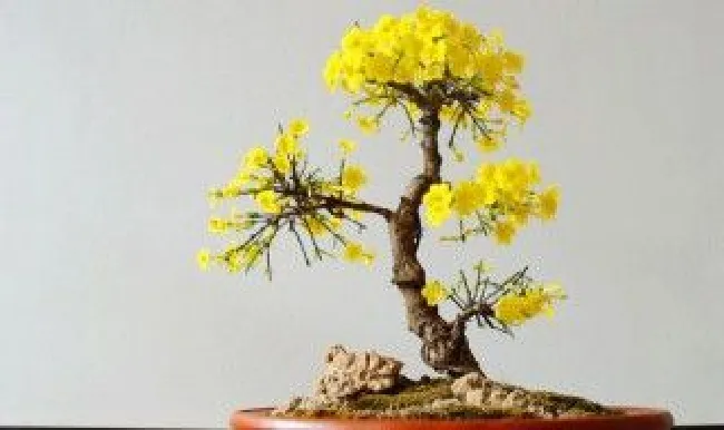 制作迎春花盆景的入门技巧 迎春花盆景造型教学视频