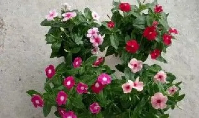 长春花冬天怎么养（长春花冬天怎么养护和浇水）