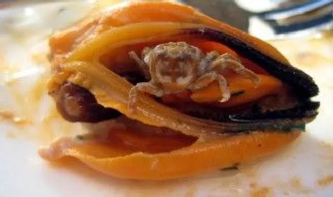 淡菜应该如何挑选（淡菜怎么挑选）